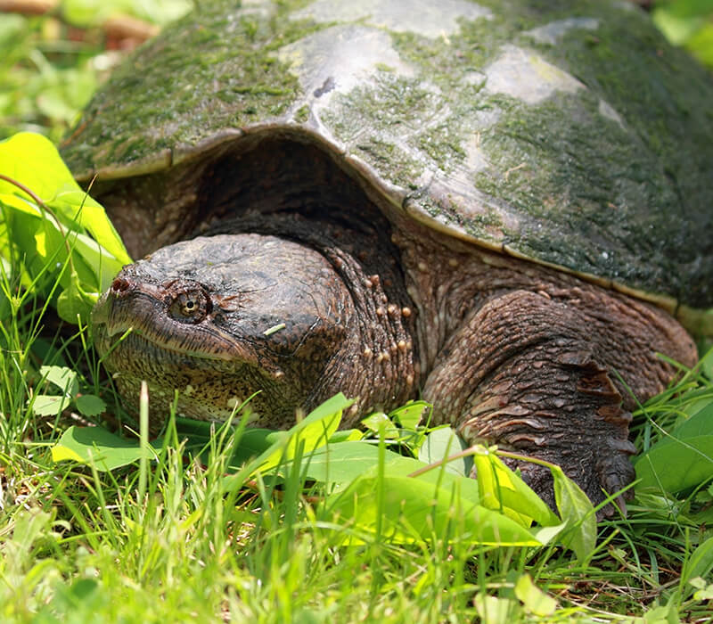 El valle de las tortugas, parque de animales situado en Sorede en Aude. A descubrir durante su estancia en el camping Cap du Roc cerca de Gruissan