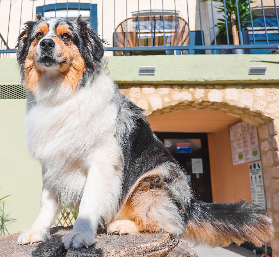 Die Dog Friendly Richtlinien für einen Urlaub mit Hund auf dem Campingplatz Cap du Roc in der Nähe von Narbonne-plage