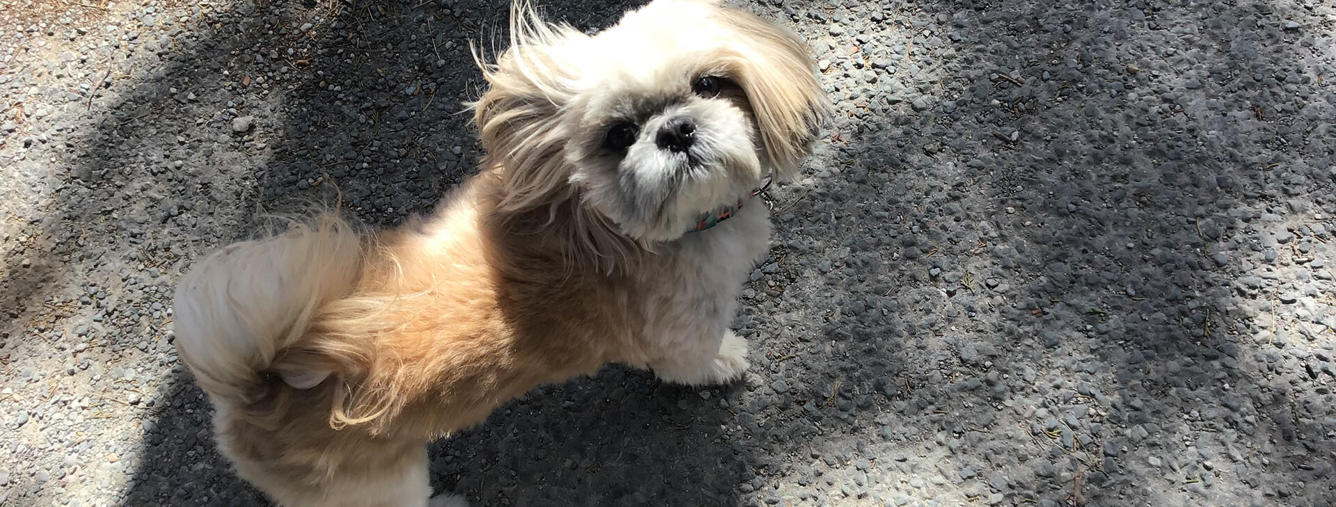 Le camping Cap du Roc dans l’Aude, vous accueille avec votre chien