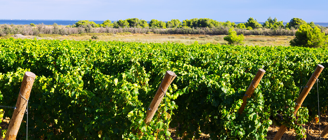 Terra-Vinéa, parcours découverte à Portel des Corbières dans l'Aude, situé à quelques kilomètres du camping Cap du Roc, camping près de Gruissan