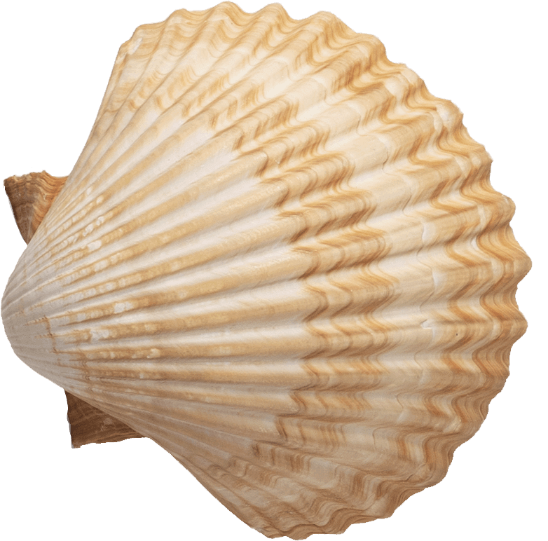 Shell