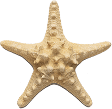 Estrella de mar