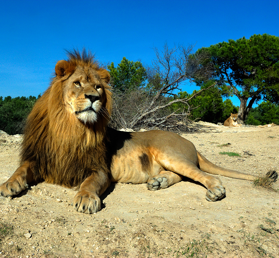Löwe, afrikanisches Reservat in Sigean