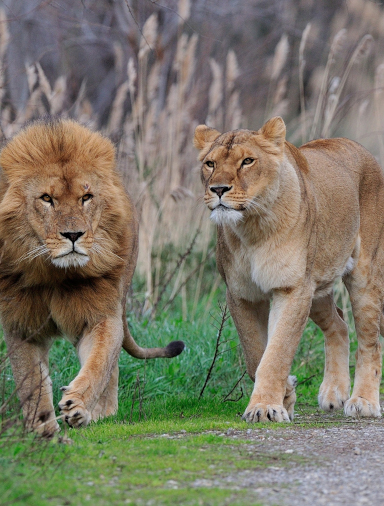 African Reserve of Sigean